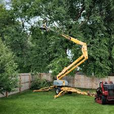 Professional  Tree Services in Berlin, OH