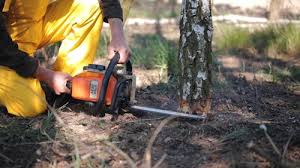 Best Arborist Consultation Services  in Berlin, OH