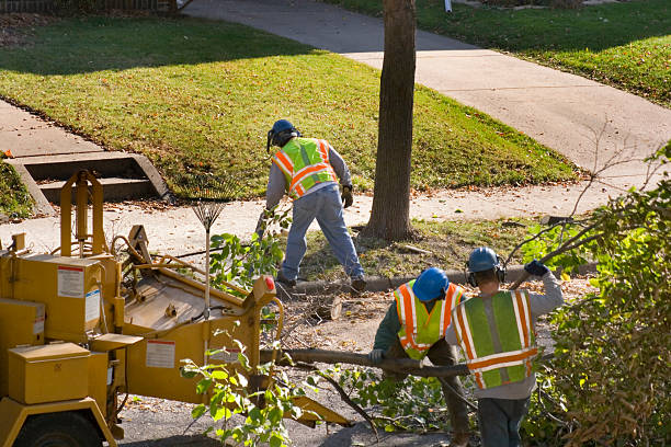 Best Tree Maintenance Programs  in Berlin, OH