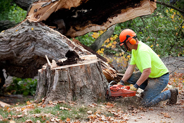 Why Choose Our Tree Removal Services in Berlin, OH?