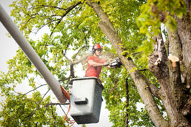  Berlin, OH Tree Services Pros