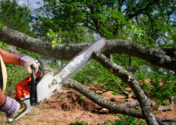 Best Tree Preservation Services  in Berlin, OH